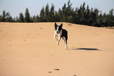 制作人揭示放弃林克作为《塞尔达传说：智慧的再现》主角的缘由